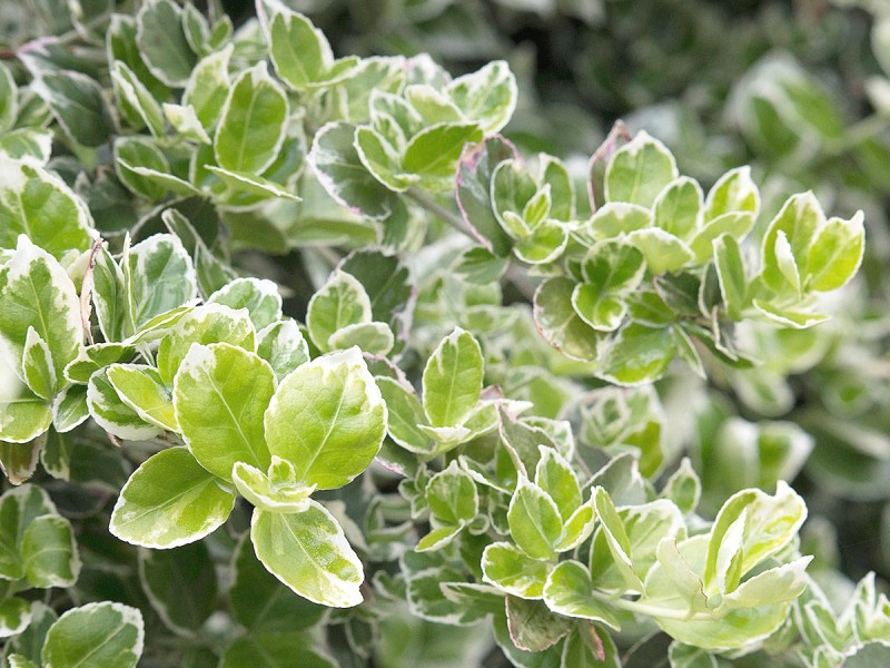 Pflanzen zur Befestigung (Euonymus fortunei)